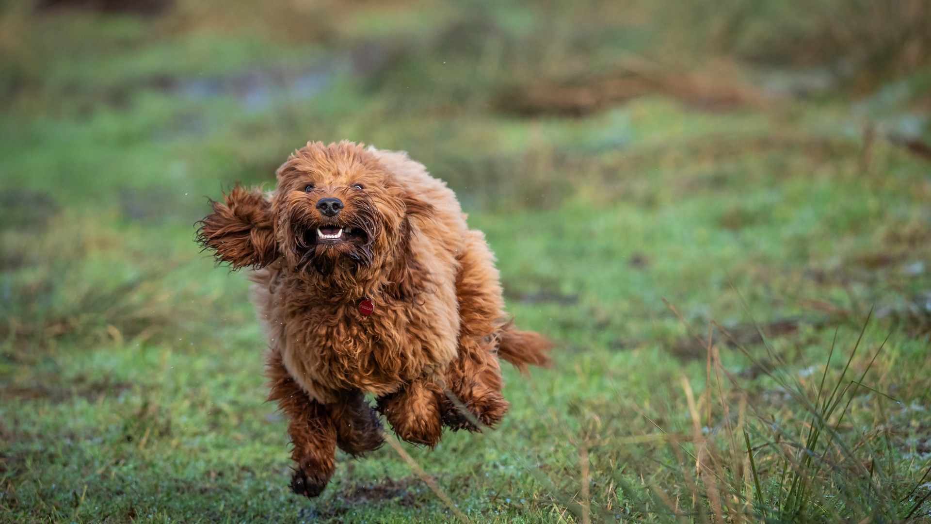 Was tun, wenn Dein Hund in die Wohnung kotet?